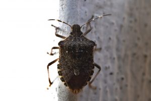 Skuteczne środki na walkę z owadami